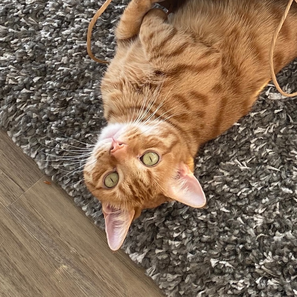 Meet your Posher, Chad